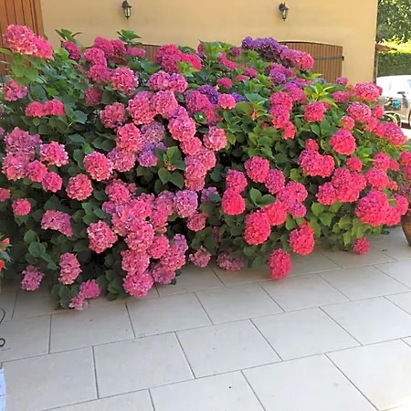 La Mimona Bed & Breakfast 3*